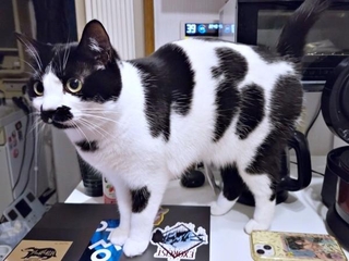 個性的な被毛の柄が素敵なミアちゃん（画像提供：マグルの猫さん）