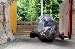 ゴマフアザラシ「みなと」の出勤姿（出典：那須どうぶつ王国　公式X）