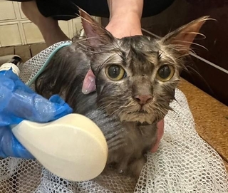 保護され、猫生初のシャンプーをしてもらう