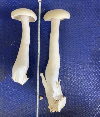 （渡辺海さん提供）