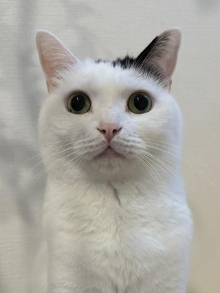 現在のたけるくん、成猫になってもキュート！（画像提供：まつもとたけるさん）