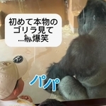 ゴリラを見た次男が「パパ」と一言／ぽんさん（@pon_3mama_）提供