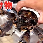 デカイ！なぜスーパーでヤシガニが！？