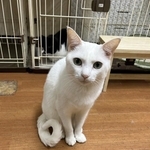 白い美猫「ピポちゃん」は火災から21日後に保護された（「大阪さくらねこの会」さん提供）