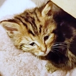 保護時、命の危険もあるほど衰弱していたちびすけくん（画像提供：あるくきくらげさん）