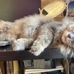 クローゼットの奥で昼寝しているかと思ったのですが、呼んでも返事がなくて…愛猫が消えた？！（るちゃちゃんの飼い主さん提供）