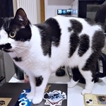 個性的な被毛の柄が素敵なミアちゃん（画像提供：マグルの猫さん）