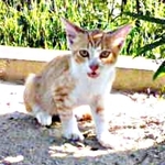 家の敷地内に現れた生後推定2カ月のフータくん（画像提供：ナオとフータさん）