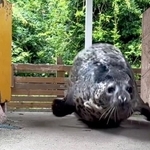 ゴマフアザラシ「みなと」の出勤姿（出典：那須どうぶつ王国　公式X）