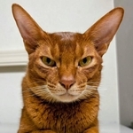 アドバイスを受ける前。正面からの撮影に応じてくれたカフーちゃん。再撮影するとガラリと雰囲気が変わって…（画像提供：Milanista17さん）