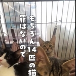 今回遺棄された14匹の子猫たちに罪はない（「ねこ大家」さん提供、Xよりキャプチャ撮影）