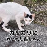 ガリガリにやつれた母猫の愛に満ちた行動が話題に（三吉さん提供、Instagramよりキャプチャ撮影）