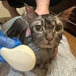 保護され、猫生初のシャンプーをしてもらう