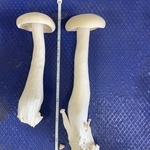 （渡辺海さん提供）