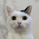 現在のたけるくん、成猫になってもキュート！（画像提供：まつもとたけるさん）