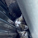 【ビフォー写真】カラスに狙われ、隙間に身を寄せていた子猫たち（「ねこ大家」さん提供）