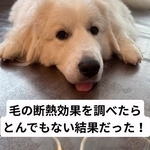 犬の毛の断熱効果を調べたら・・・！（飼い主さん提供、Instagramよりキャプチャ撮影）