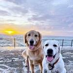 海大好き！ 笑顔が愛らしいハリーくん（左）とベニーくん（右）（画像提供：ハリーさん）