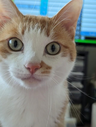 TVを見ている飼い主さんの顔をのぞきこんでくる、みやびくん（画像提供：ふみさん）