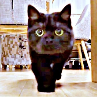 ズンズン接近…と見せかけてーーさつきちゃんがロックオン！（画像提供：aomineco（黒猫あおみね&さつき）さん）
