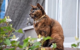 サビ猫のくーちゃん