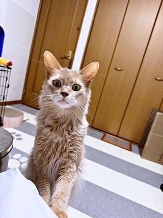 「冷えピタ」を貼った飼い主さんをのぞきこむ颯くん（画像提供：凪颯さん）