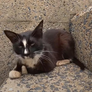 釣り針が抜けた母猫／猫探しさん（@yaroneko77）提供