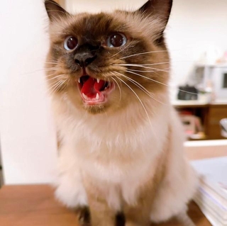 何度も”インターホン対応”する猫さん（もきゅさん提供）