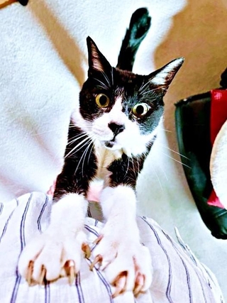 15年前、公園で肩に乗ってきたこてつくん（画像提供：お母ちゃん こてつ ぜんさん）