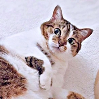 「乗らニャイ！」 リアクションが笑いを誘ったつくねちゃん（画像提供：猫目さん）