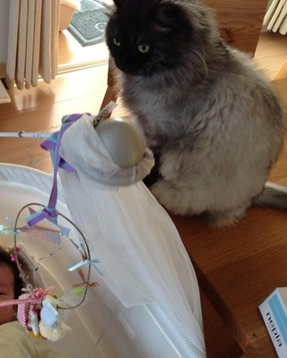 子供が最初にしゃべった言葉はジャックでした。家族の大先輩としてしっかりベビーシッターを務めるジャック。