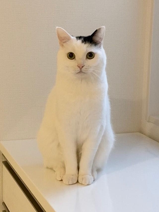 お行儀よく朝ごはんを待つ姿（画像提供：まつもとたけるさん）