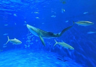 亡くなった10代目「ユウユウ」（かごしま水族館提供）
