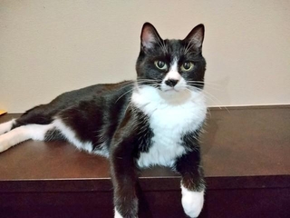 可愛くない」と言われた猫がXで話題に（遠藤さん提供）