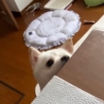 卵が大好きなんです（飼い主さん提供、Instagramよりキャプチャ撮影）