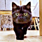 ズンズン接近…と見せかけてーーさつきちゃんがロックオン！（画像提供：aomineco（黒猫あおみね&さつき）さん）