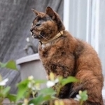 サビ猫のくーちゃん