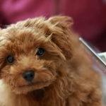 「愛犬がなかなかブラッシングさせてくれない…」と困っていませんか？※画像はイメージです（ぬいぐるみ王国/stock.adobe.com）