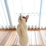 両手を組み合わせて…お祈りしているようなジンくん（画像提供：小野一俊さん）