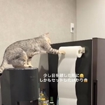 カランカランッと音がするので振り向いたらこれ・・・（飼い主さん提供、Instagramよりキャプチャ撮影）