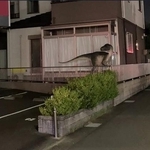 夜の住宅街でも、存在感抜群です／魚の目（Lv.35）さん（@uonome5150）提供