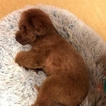 夜だけ足が痛くなるトイプードル犬が話題に（飼い主さん提供、Instagramよりキャプチャ撮影）