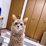 「冷えピタ」を貼った飼い主さんをのぞきこむ颯くん（画像提供：凪颯さん）