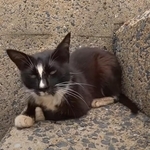 釣り針が抜けた母猫／猫探しさん（@yaroneko77）提供