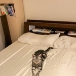 シーツを交換したら真っ先にくつろぎ始める、あんこくん（画像提供：あんこともなか 充電ねこさん）