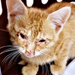 保護直後のおぬくん。猫風邪で衰弱していました（画像提供：おぬどんさん）