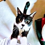 15年前、公園で肩に乗ってきたこてつくん（画像提供：お母ちゃん こてつ ぜんさん）