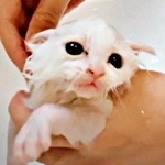 草むらで保護されたつくしちゃん。体中、汚れていました（画像提供：あるくきくらげさん）