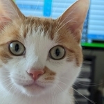 TVを見ている飼い主さんの顔をのぞきこんでくる、みやびくん（画像提供：ふみさん）