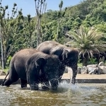 水しぶきもでかい！